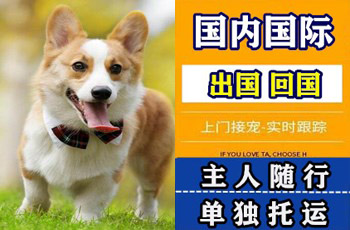 昭通市宠物托运公司昭通市宠物托运公司昭通市宠物托运公司