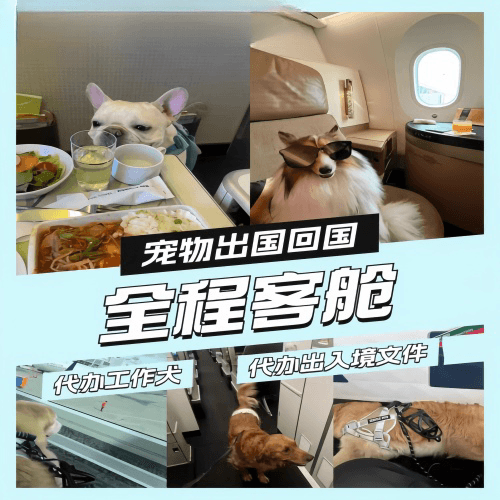 昭通市宠物托运到白俄罗斯宠物入境规定和要求
